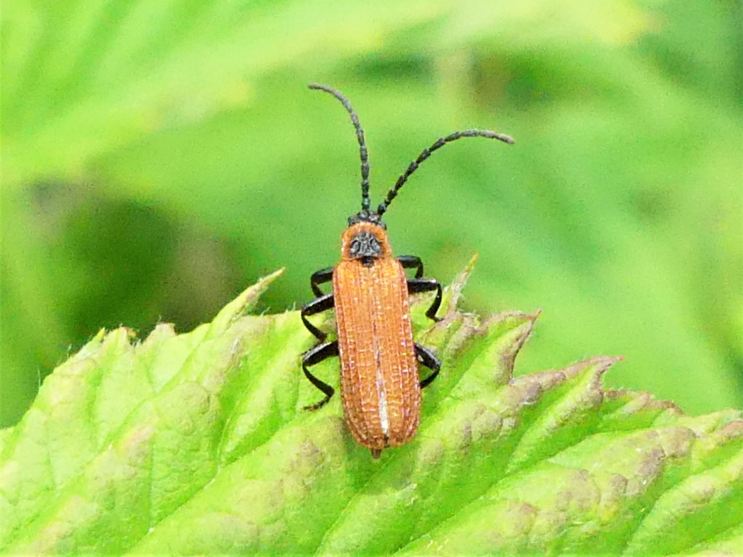 Denis Bucaille - Erotides (Glabroplatycis) cosnardi - réf. 281454 (1500 x 1125 pixels, 212 ko)
