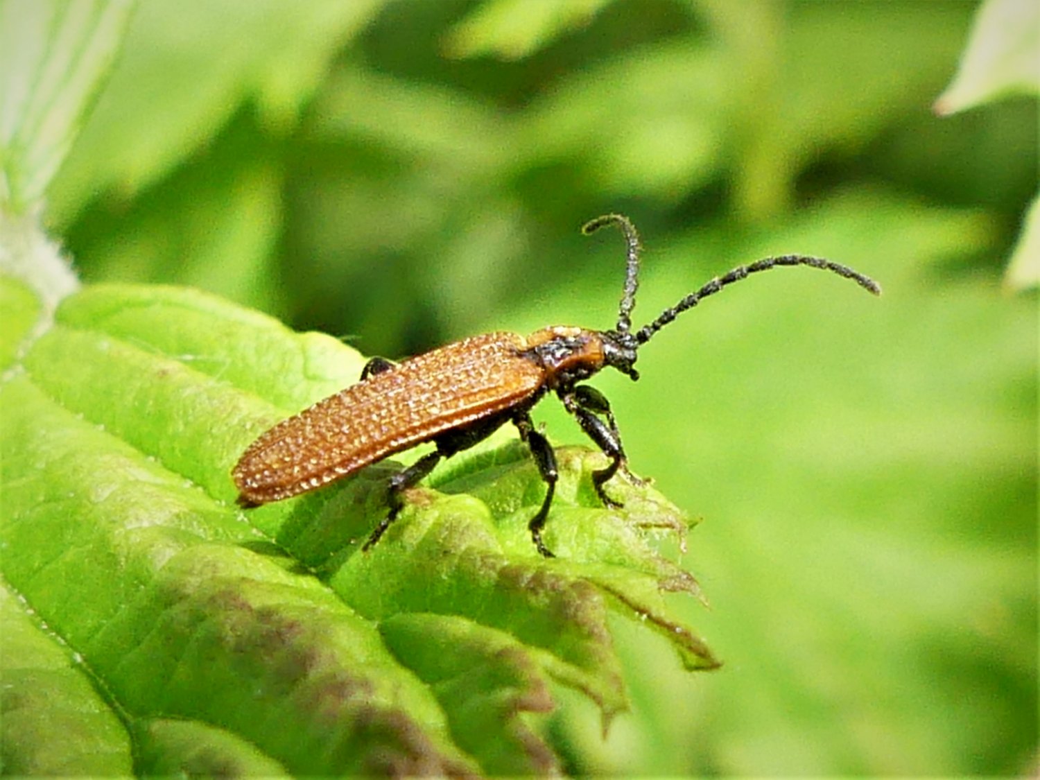 Denis Bucaille - Erotides (Glabroplatycis) cosnardi - réf. 281455 (1500 x 1125 pixels, 211 ko)