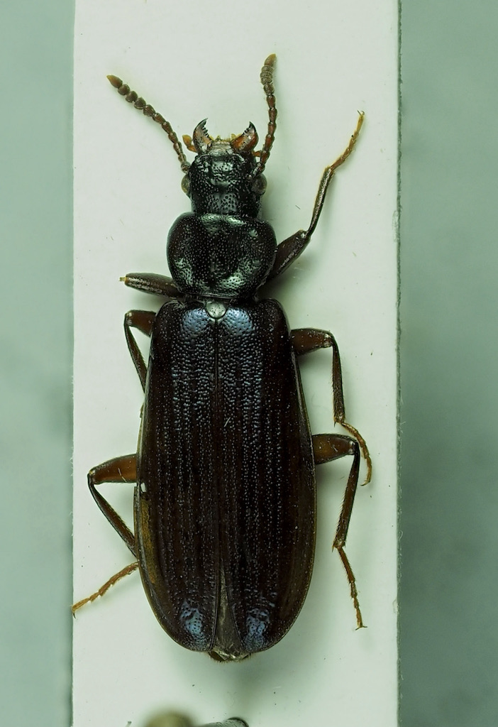 R f 281403 insecta coleoptera pythidae pytho depressus www