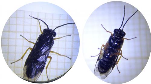 Réf. 282 355 : Priophorus rufipes
