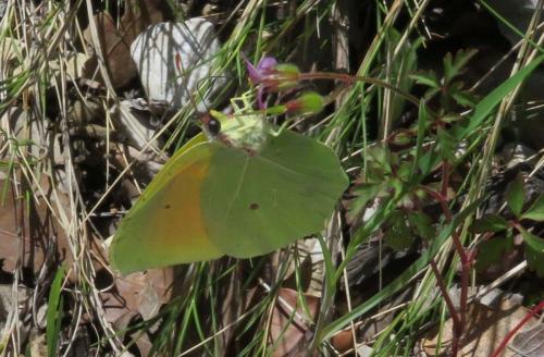 Réf. 282 787 : Gonepteryx cleopatra