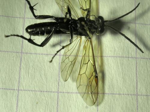 Réf. 282 051 : Macrophya duodecimpunctata