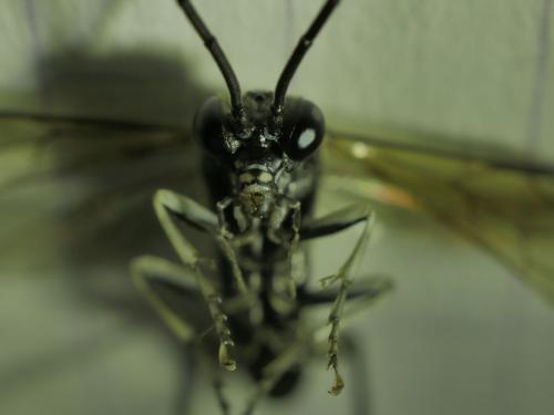 Réf. 282 053 : Macrophya duodecimpunctata