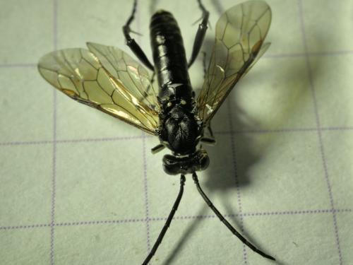 Réf. 282 052 : Macrophya duodecimpunctata