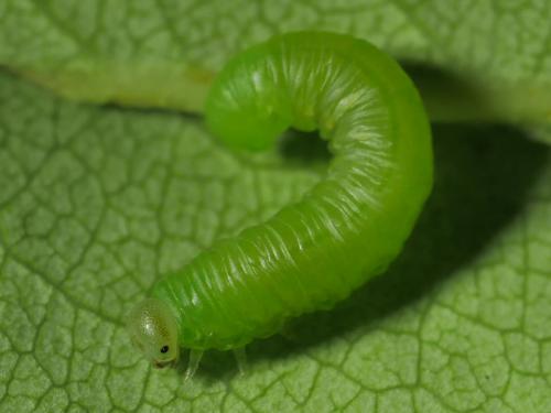 Réf. 282 251 : Pristiphora abbreviata