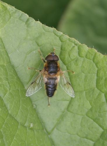 Réf. 282 398 : Eristalis pertinax