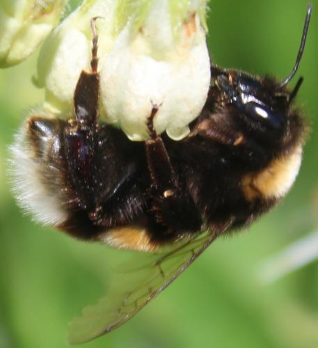 Bombus cryptarum
