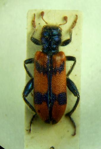 Trichodes nobilis