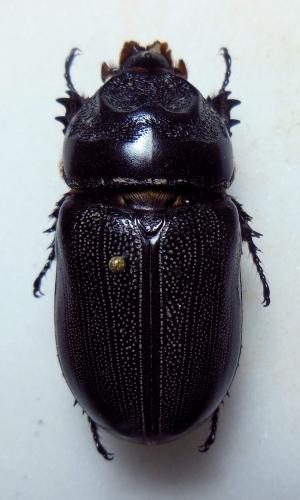 Oryctes rhinoceros