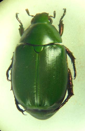 Anomala sp.