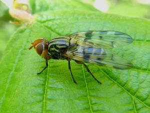 Otites porcus