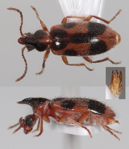 Notoxus monoceros