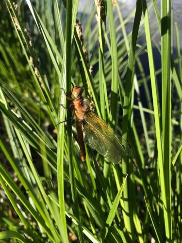 Réf. 282 695 : Libellula fulva