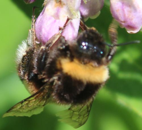 Bombus cryptarum