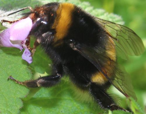 Bombus sp.