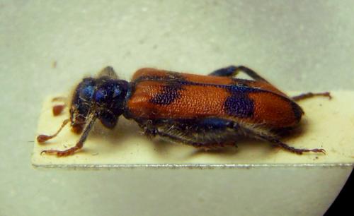 Trichodes nobilis
