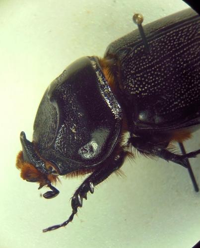 Oryctes rhinoceros