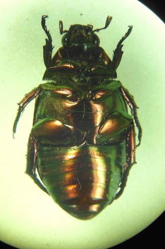 Anomala sp.