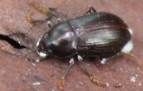 Nalassus laevioctostriatus
