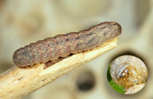 Mniotype solieri