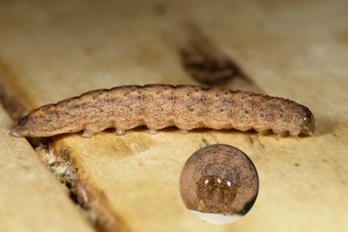 Mniotype solieri