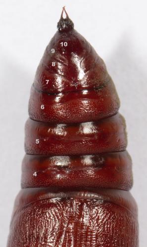 Mniotype solieri