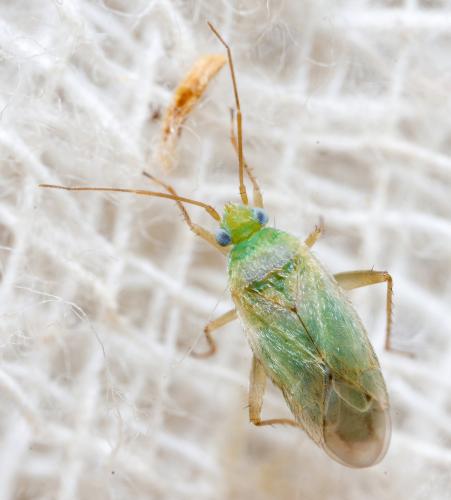 Réf. 282 773 : Asciodema obsoleta