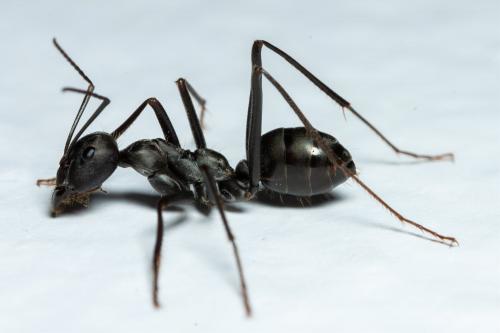 Réf. 282 429 : Cataglyphis sp.
