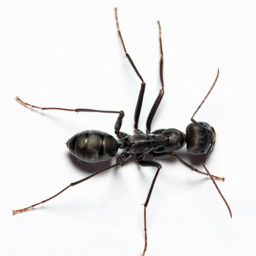 Cataglyphis sp.