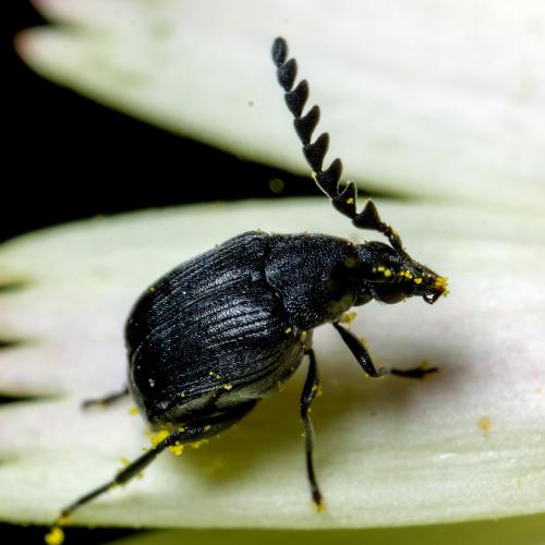 Réf. 282 420 : Bruchinae inconnu