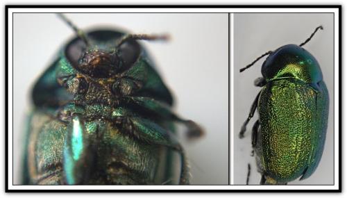 Cryptocephalus sp.