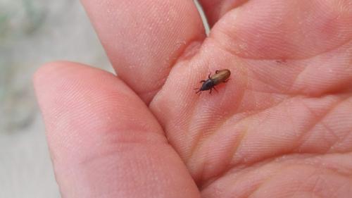 Réf. 282 686 : Mesites pallidipennis
