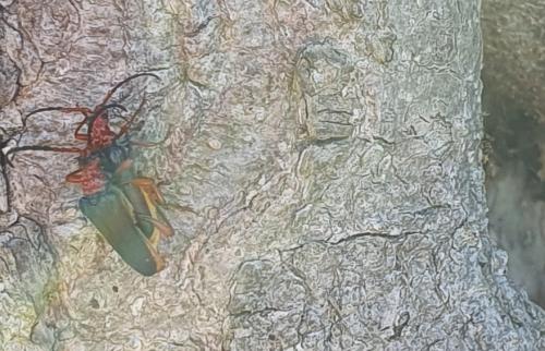Rhamnusium bicolor
