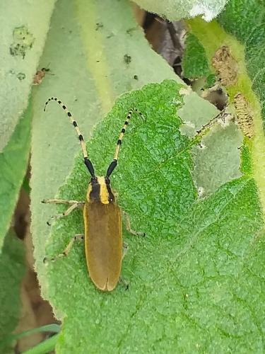 Réf. 282 231 : Agapanthia kirbyi