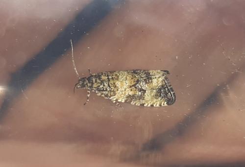 Celypha rurestrana
