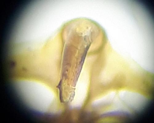 Réf. 282 546 : Dichrorampha sedatana