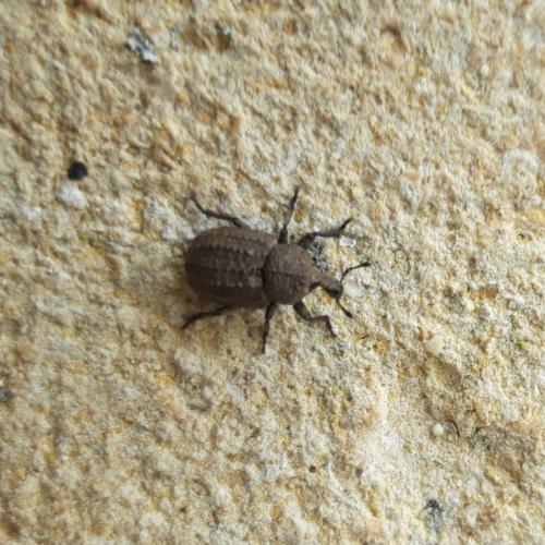 Minyops carinatus