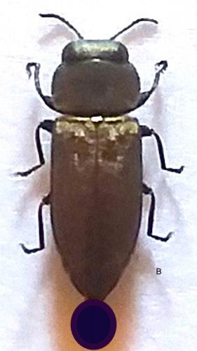Réf. 282 891 : Anthaxia mendizabali