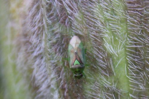 Réf. 282 148 : Orthops campestris