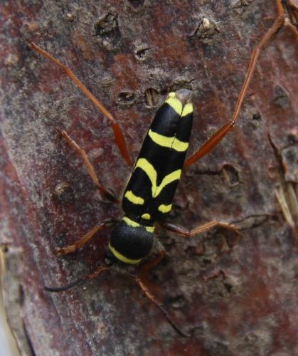 Clytus arietis