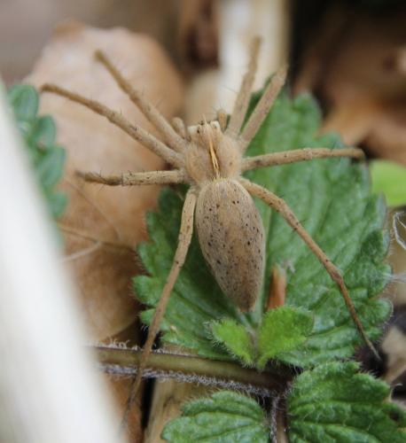 Réf. 282 151 : Pisaura mirabilis