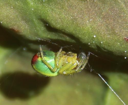 Araniella sp.