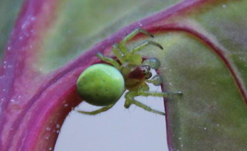 Araniella sp.