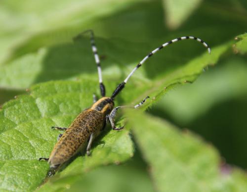 Réf. 282 511 : Agapanthia villosoviridescens
