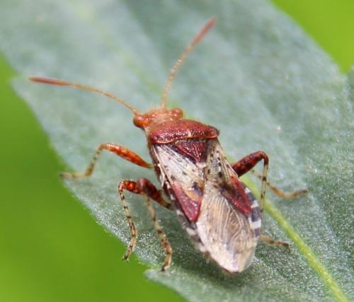 Rhopalus subrufus
