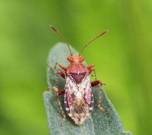 Réf. 282 165 : Rhopalus subrufus