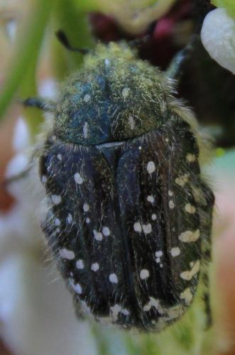 Oxythyrea funesta