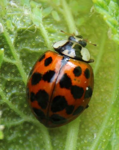 Réf. 282 778 : Harmonia axyridis