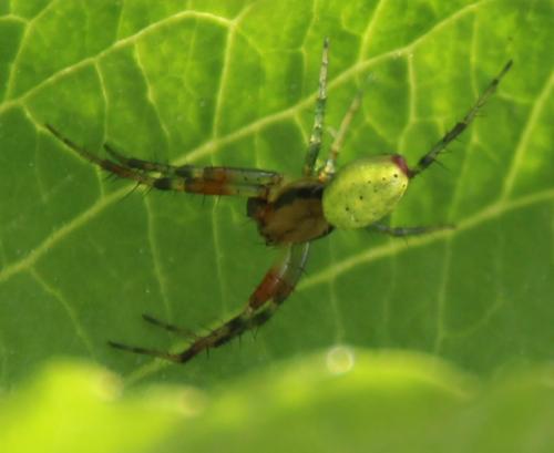 Araniella sp.