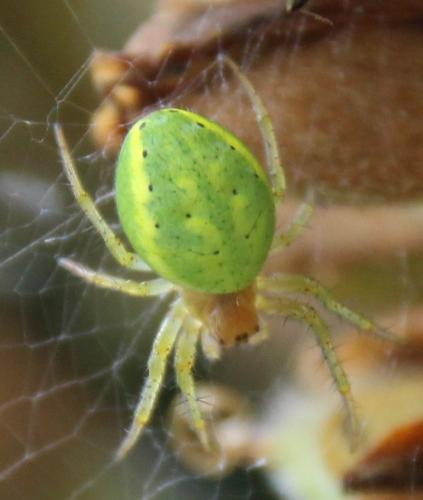 Araniella sp.